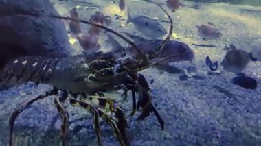 Istakoz canlı bir akvaryum ortamında su altı kayalarını keşfediyor. Yüksek kaliteli FullHD görüntüler