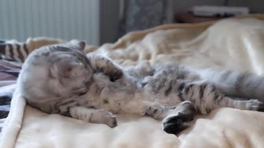 Kedi yumuşak bir battaniyenin üzerinde kendini tımar ediyor. Yüksek kaliteli FullHD görüntüler