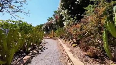 Berrak mavi gökyüzünün altındaki sakin kaktüs bahçesi yolu. Yüksek kaliteli FullHD görüntüler