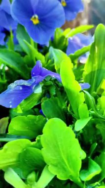 Mor nonoş çiçekleri bahçedeki yeşil yapraklar arasında serpilmiş, doğanın karmaşık dokularını ve renklerini, güzelliğini ve açık hava ortamının sükunetini vurguluyor.