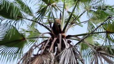 Hayvan palmiye ağacına yükselir, yemyeşil yapraklar arasında sıvı hareketi gösterir, vahşi yaşamın güzelliğini ve doğal çevreyle etkileşimini vurgular.