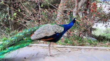 Renkli bir tavus kuşu bir bahçe yolu boyunca zarif adımlar atar, muhteşem tüylerini ve canlı renklerini gözler önüne serer, hareket halindeki vahşi yaşamın ihtişamını somutlaştırır.