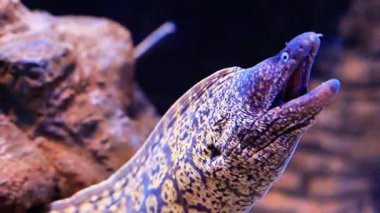 Canlı yılanbalığı zarif bir şekilde kayalık yarıktan çıkar, karmaşık desenler ve tuhaf davranışlar ortaya çıkar, sualtı yaşamının ve hareketinin güzelliğini gözler önüne serer