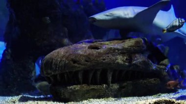 Tarih öncesi bir canlıyı andıran bir kaya oluşumunun sualtı görüntüsü, canlı sualtı ekosistemini gösteren renkli balık ve deniz canlılarıyla çevrili.