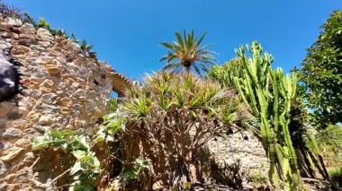 Parlak mavi gökyüzünün altında, bereketli bitkiler ve palmiyelerle çevrili dolambaçlı bir yolu gözler önüne seren canlı tropikal bahçe manzaraları huzur ve doğanın güzelliğini anımsatıyor.