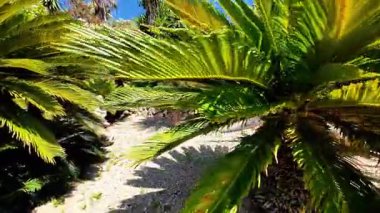 Titrek palmiye yaprakları güneş ışığında zarifçe hareket eder. Karmaşık dokuları ve renkleri ortaya çıkarır. Bereketli yeşillik ve doğal güzelliklerle dolu huzurlu tropikal manzarayı güçlendirir.