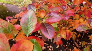Sonbahar yaprakları canlı renklerde dönüşür, esintide hafifçe çırpınan paletlerin güzelliğini vurgulayarak mevsimsel değişimden oluşan sakin bir atmosfer yaratır.