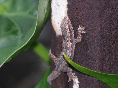 Gecko bir ağaca tünedi. Kabuğun rengine uyum sağlamak için kendini kamufle ediyor..