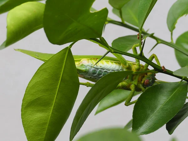 Green Grasshopper Grasshopper Locust Eat Leaves Garden Focus Belly — Stock Photo, Image