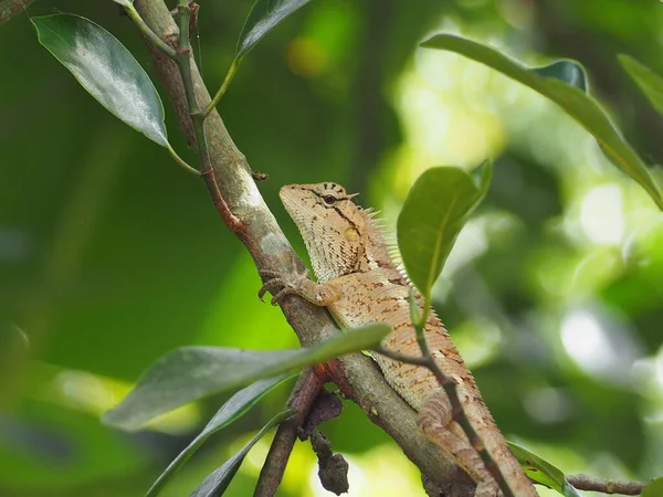 Chamäleon Wandelbare Eidechse Rotkopflidechse Indische Garteneidechse Calotes Versicolor Daudin Auf — Stockfoto