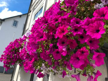 Evde çiçekler var.