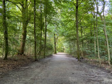 Parkta yürüyüş yolu. Yüksek kalite fotoğraf