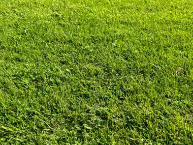 Yeşil çimen tarlası, park alanı dokusu. Yüksek kalite fotoğraf