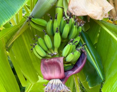 Muz ağacında yetişen muz meyveleri. Tropik yeşil manzara, egzotik meyveler. Yüksek kalite fotoğraf