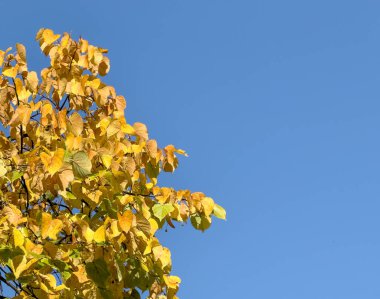 Sarı yaprakları ve mavi gökyüzü manzaralı güzel bir sonbahar ağacı. Bulut yok. Yüksek kalite fotoğraf