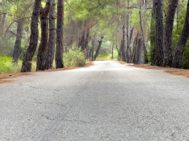 Yazın kozalaklı bir ormanda asfalt atmosferik yol. Yüksek kalite fotoğraf