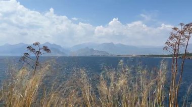 Çimenler denizin ve dağların arka planında sallanıyor. Güneşli bir günde deniz kıyısında. Yüksek kalite 4k görüntü