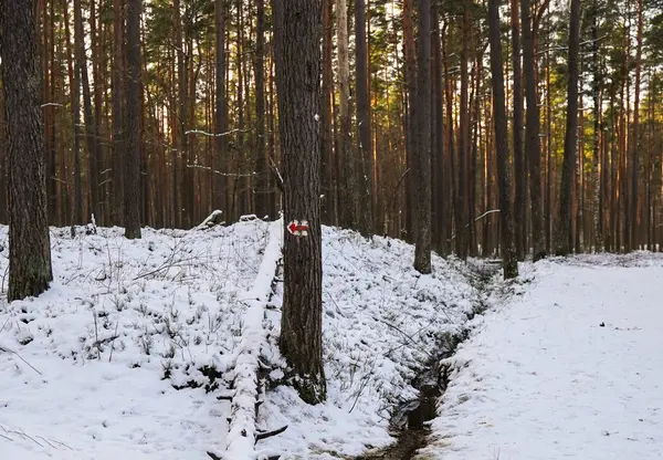 Kırmızı Ok İşaretli Karlı Orman Yolu. Canlı bir kış ormanı, dokunulmamış ve sessiz, hiçbir ayak izinin taze karı rahatsız etmediği. Yalnız, kasvetli bir dere devrilmiş ağaçların arasından esiyor.