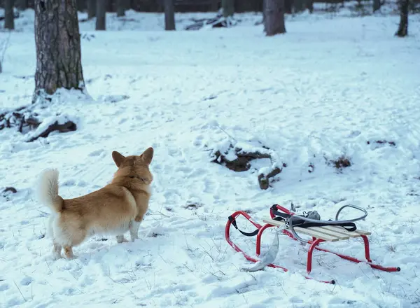 Karlı Orman 'da kızakla bir Corgi Pembroke Galli bir Corgi karla kaplı bir ormanda dikiliyor ve uzaklara bakıyor. Yakınlarda, yerde kırmızı ve beyaz bir kızak var..