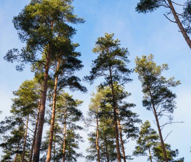 Gökyüzüne uzanan uzun çam ağaçları. Parlak mavi gökyüzüne karşı güneş ışığıyla aydınlatılan parlak yeşil taçlarla dolu uzun bir çam ormanı. Ağaçlar yukarıya doğru uzanıyor..