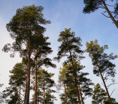 Yumuşak Mavi Gökyüzüne Karşı Kule Çamları. Uzun çam ağaçları zarif bir şekilde yükselir, yeşil dalları uçsuz bucaksız gökyüzüne uzanır. Güneş ışığı onların dokusunu aydınlatır.