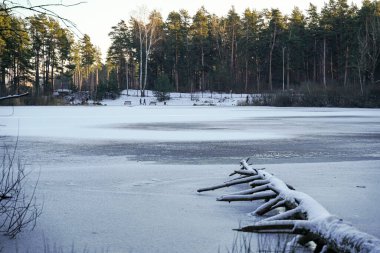 Kış Dinginliği: Letonya Ormanında Donmuş Gölet. Uzun Letonya çamlarıyla çevrili donmuş bir göletin olduğu huzurlu bir kış sahnesi. Karla kaplı devrilmiş bir ağaç, buzun üzerinde uzanıyor..