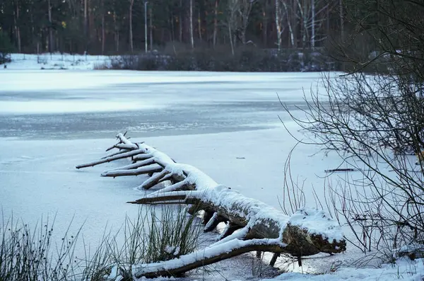 Letonya ormanlarının donmuş güzelliği. Taze karla kaplı düşen bir ağaç yoğun bir kış ormanıyla çevrili tenha bir göletin buzlu yüzeyine uzanır.. 