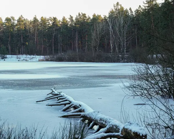 Letonya ormanlarında kış sessizliği. Düşen bir ağacın karla kaplı kalıntıları gölette dinleniyor, kış ormanının sessizliğine karışıyor. Altın ışık çamların arasından süzülür.