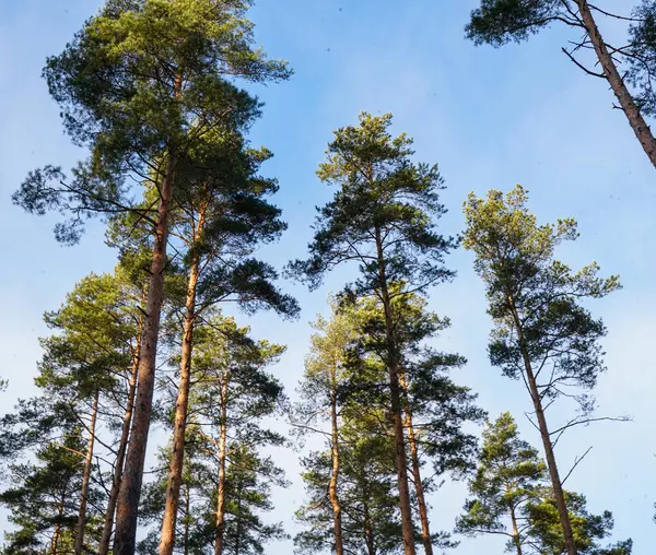 Gökyüzüne uzanan uzun çam ağaçları. Parlak mavi gökyüzüne karşı güneş ışığıyla aydınlatılan parlak yeşil taçlarla dolu uzun bir çam ormanı. Ağaçlar yukarıya doğru uzanıyor..