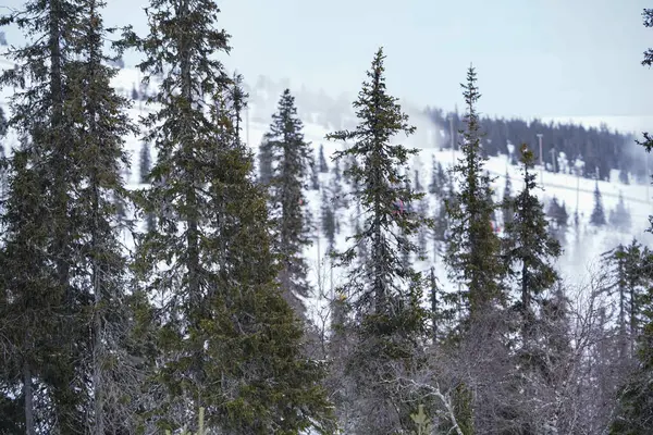 Kışın Karlı Dağlar ve Evergreen Ağaçları karla kaplı bir zemin üzerinde daima yeşil ağaçların olduğu sakin bir kış manzarası. Doğa, seyahat ve mevsimlik temalar için mükemmel.
