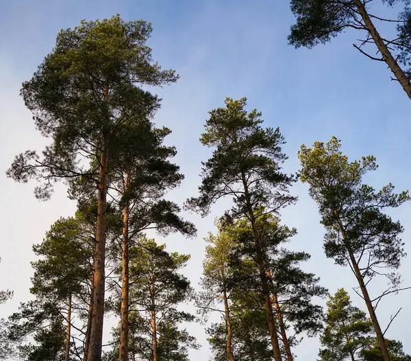 Yumuşak Mavi Gökyüzüne Karşı Kule Çamları. Uzun çam ağaçları zarif bir şekilde yükselir, yeşil dalları uçsuz bucaksız gökyüzüne uzanır. Güneş ışığı onların dokusunu aydınlatır.