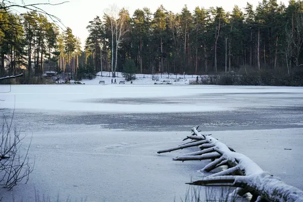 Kış Dinginliği: Letonya Ormanında Donmuş Gölet. Uzun Letonya çamlarıyla çevrili donmuş bir göletin olduğu huzurlu bir kış sahnesi. Karla kaplı devrilmiş bir ağaç, buzun üzerinde uzanıyor..