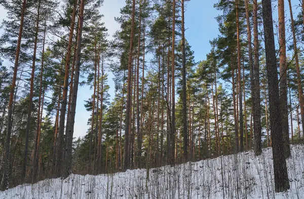 Towering Pines tarafından çerçevelenmiş Snowy Hill. Karlı bir tepenin üzerinde mükemmel hizalanmış uzun çam ağaçlarının durduğu sakin bir kış manzarası. Ön planda çıplak dallar kontrastı eklerken, açık mavi gökyüzü 