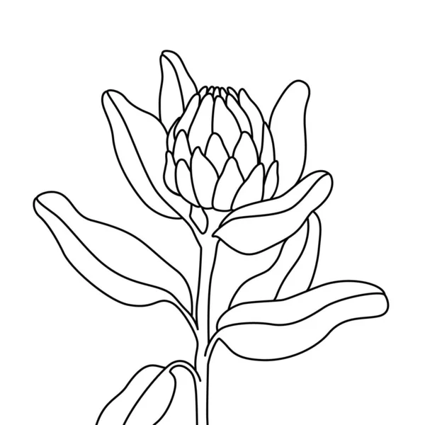 Kresba Čáry Květin Abstraktní Botanické Květinové Linie Umění Izolované Bílém — Stockový vektor