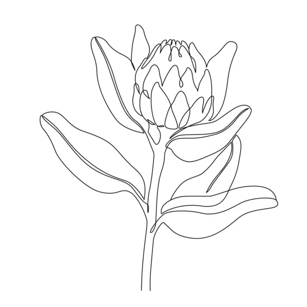 Dibujo Línea Flores Protea Arte Abstracto Línea Flores Botánicas Aislado — Archivo Imágenes Vectoriales