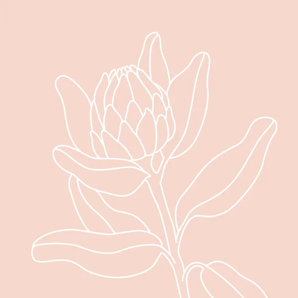 Protea Blume Linie Zeichnung Abstrakte Botanische Blumenlinie Kunst Isoliert Auf — Stockvektor