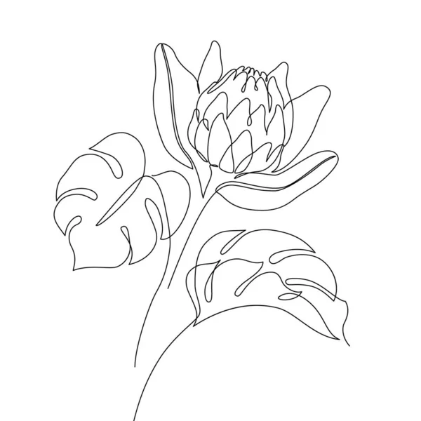 Protea Fleur Dessin Ligne Feuille Monstère Tropicale Fleur Botanique Abstraite — Image vectorielle