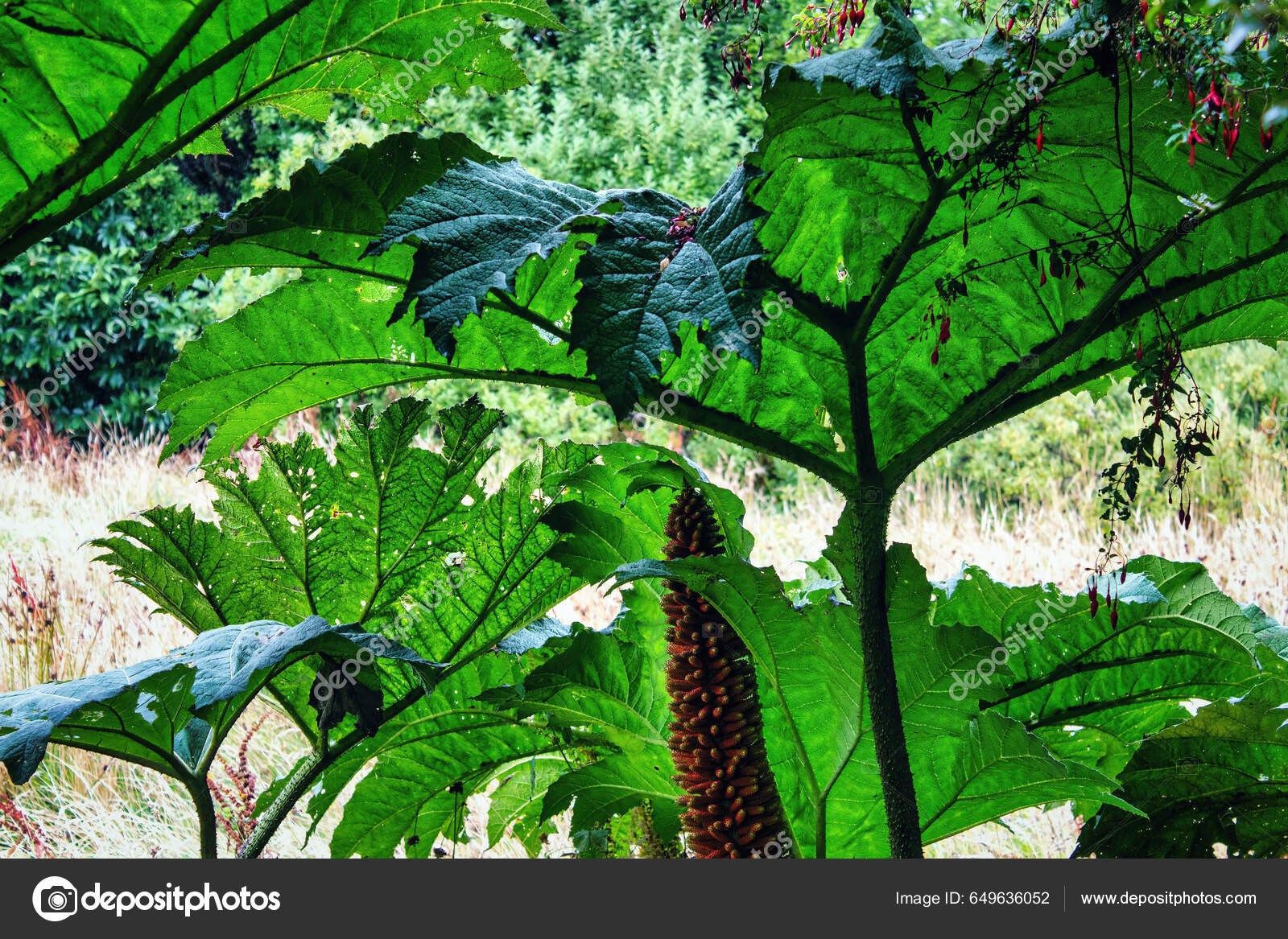 Imágenes de Ruibarbo gigante libres de derechos | DepositPhotos, image size:1600x1167