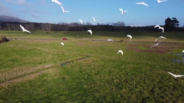 カメラの前で飛行する鳥たち 高品質の4K映像 — ストック動画
