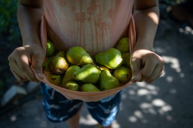 Çocuk bir sürü armut tutuyor..