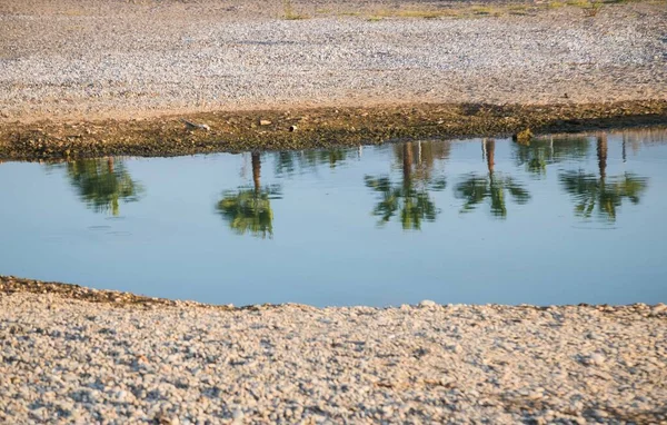 Ряд Пальм Березі Відображені Воді Річки Туреччина Аланія — стокове фото