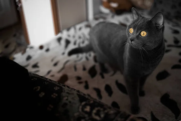 Piękny Kot Brytyjski Rosyjski Niebieski Rasa Żółtymi Oczami Stoi Daleko — Zdjęcie stockowe