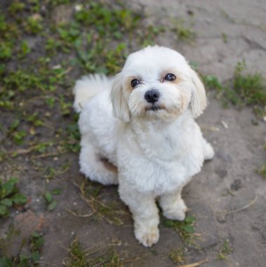 Güzel beyaz Maltese oturur ve kameraya bakar..