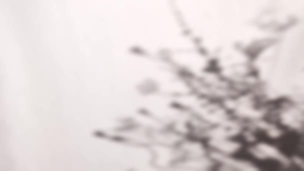 Silueta Sombra Superposición Ramo Hierbas Sobre Fondo Blanco Pared Sombra — Vídeos de Stock