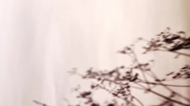 Sonbaharın siluet gölgesi, duvarın beyaz arka planında çim brunch 'ları. Güneş ışığının şeffaf bulanık gölgesi. Tam HD