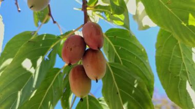 Aktinidia arguta Kens Red Mini kivi Küçük yeşil meyve asma bitkisi