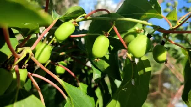 Actinidia Arguta Rogow Mini Kiwi Pequenas Frutas Verdes Videira Planta — Vídeo de Stock