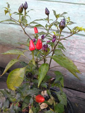 Endonezya 'da bir organik çiftlikte yerel acı biber ağacı tarımı