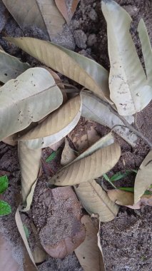 Kurumuş kahverengi yapraklar. Yakın plan. Geçmişi. Doku