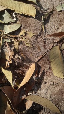 Kuru yapraklar verimli topraklara yerleştirilir.